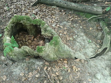 歪みが顕著に現れてくる中学生時代の話５（自叙伝０１１）