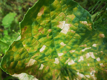 ペルーでの生活の話２（自叙伝０２０）