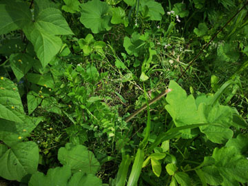 ペルーでの生活の話３（自叙伝０２１）