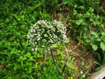 ペルーでの生活の話４（自叙伝０２２）