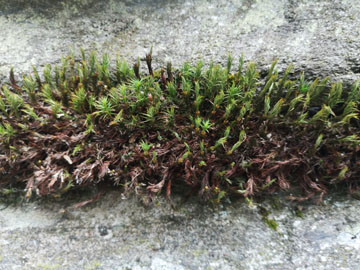 大阪のドヤ街での一人暮らしの話３（自叙伝０３０）