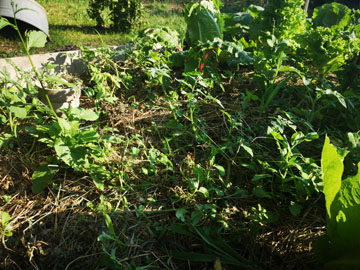 社会の厳しさに向き合う小学生時代の話２（自叙伝００６）