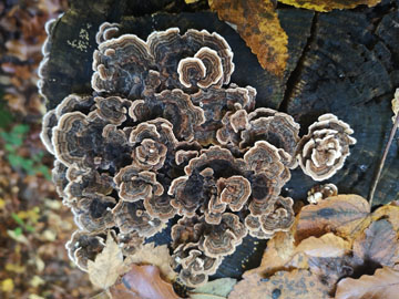 西成での文化人生活の話４（自叙伝０４９）